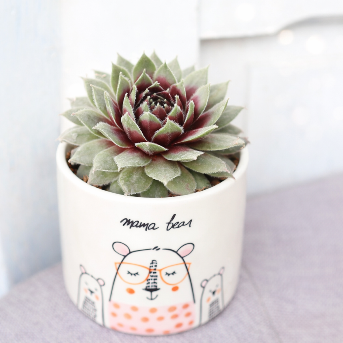 2 inch Sempervivum 'Itchen', green succulents, indoor succulents, succulent care guide, buy succulents online