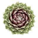 2 inch Sempervivum 'Jade Rose', indoor succulents, succulent care guide, buy succulents online