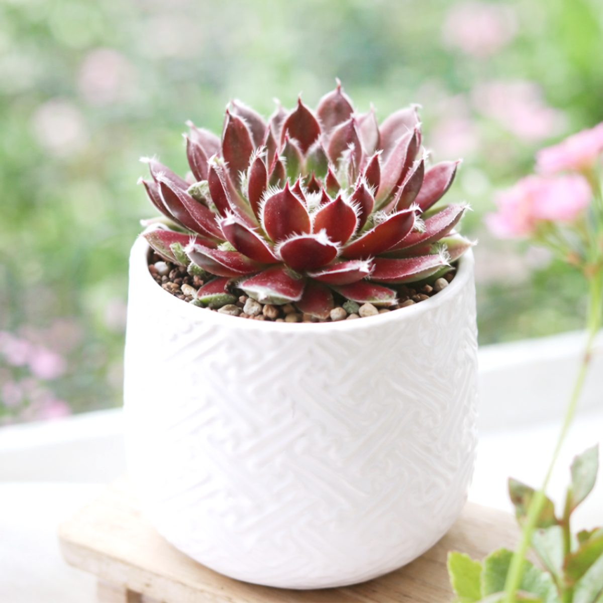 2 inch Sempervivum 'Jade Rose', indoor succulents, succulent care guide, buy succulents online