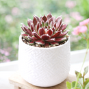 2 inch Sempervivum 'Jade Rose', indoor succulents, succulent care guide, buy succulents online