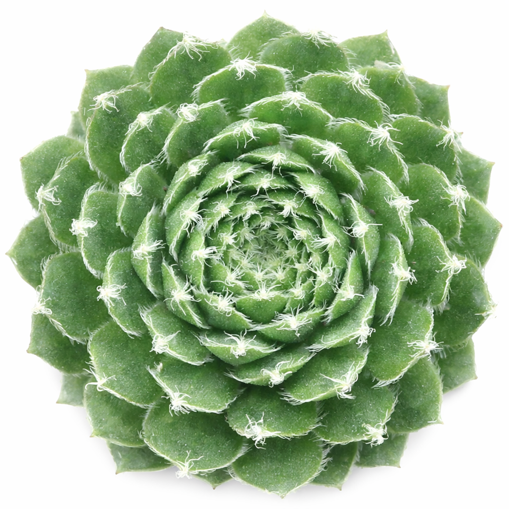 2 inch Sempervivum 'Jeanne d'Arc', green succulents, indoor succulents, succulent care guide, buy succulents online