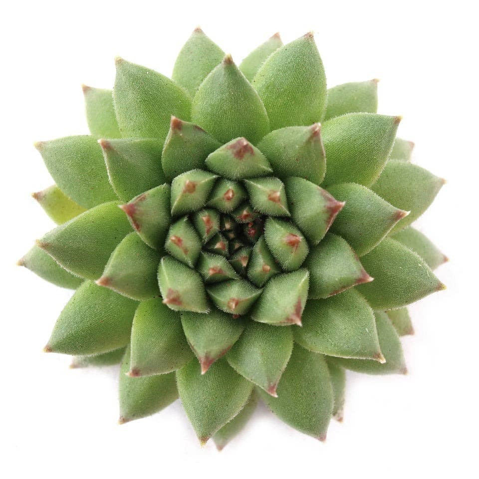 2 inch Sempervivum Karola,  succulent care guide, buy succulents online, Decorative small plants for home, Cute desk plants