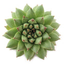 2 inch Sempervivum Karola,  succulent care guide, buy succulents online, Decorative small plants for home, Cute desk plants