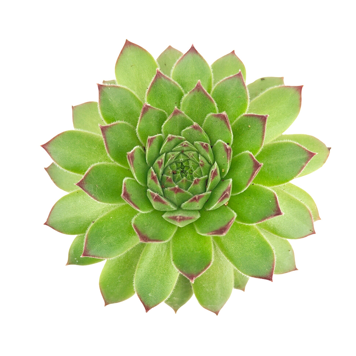 2 inch Sempervivum Karola,  succulent care guide, buy succulents online, Decorative small plants for home, Cute desk plants