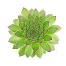 2 inch Sempervivum Karola,  succulent care guide, buy succulents online, Decorative small plants for home, Cute desk plants