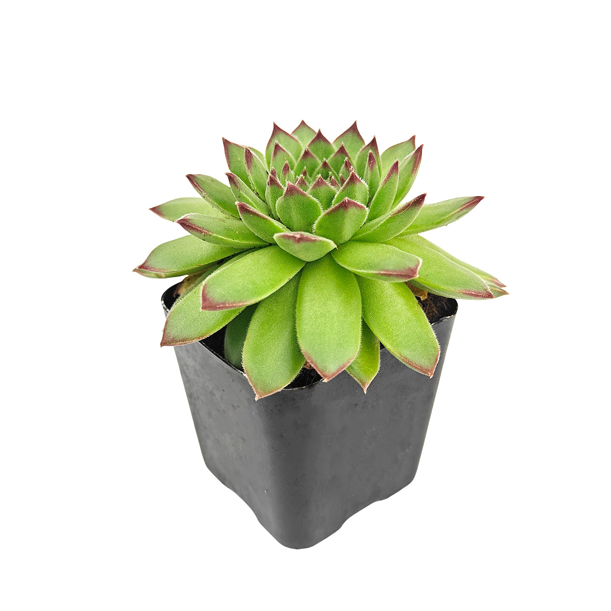 2 inch Sempervivum Karola,  succulent care guide, buy succulents online, Decorative small plants for home, Cute desk plants