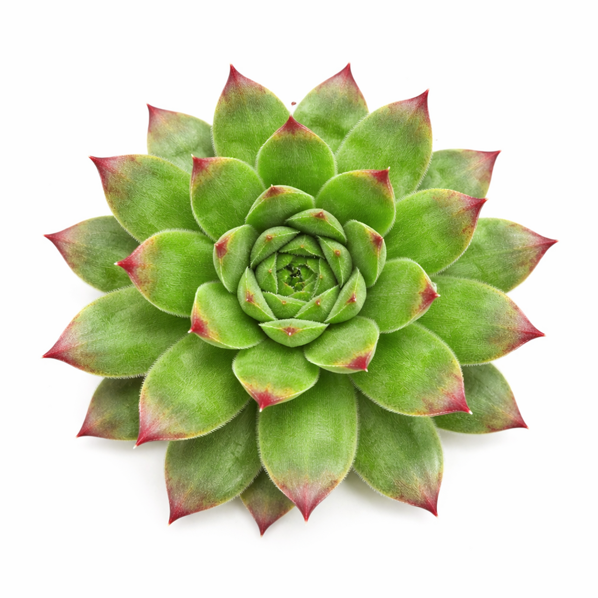 2 inch Sempervivum Karola,  succulent care guide, buy succulents online, Decorative small plants for home, Cute desk plants