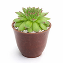 buy 2 inch sempervivum karola hens and chicks online, rare sempervivum karola hens and chicks variety, hardy succulent for cold climate outdoor gardens