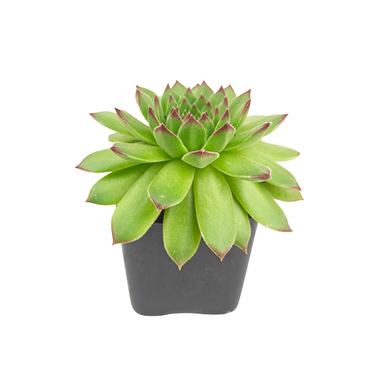 2 inch Sempervivum Karola,  succulent care guide, buy succulents online, Decorative small plants for home, Cute desk plants