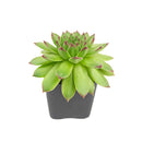 2 inch Sempervivum Karola,  succulent care guide, buy succulents online, Decorative small plants for home, Cute desk plants