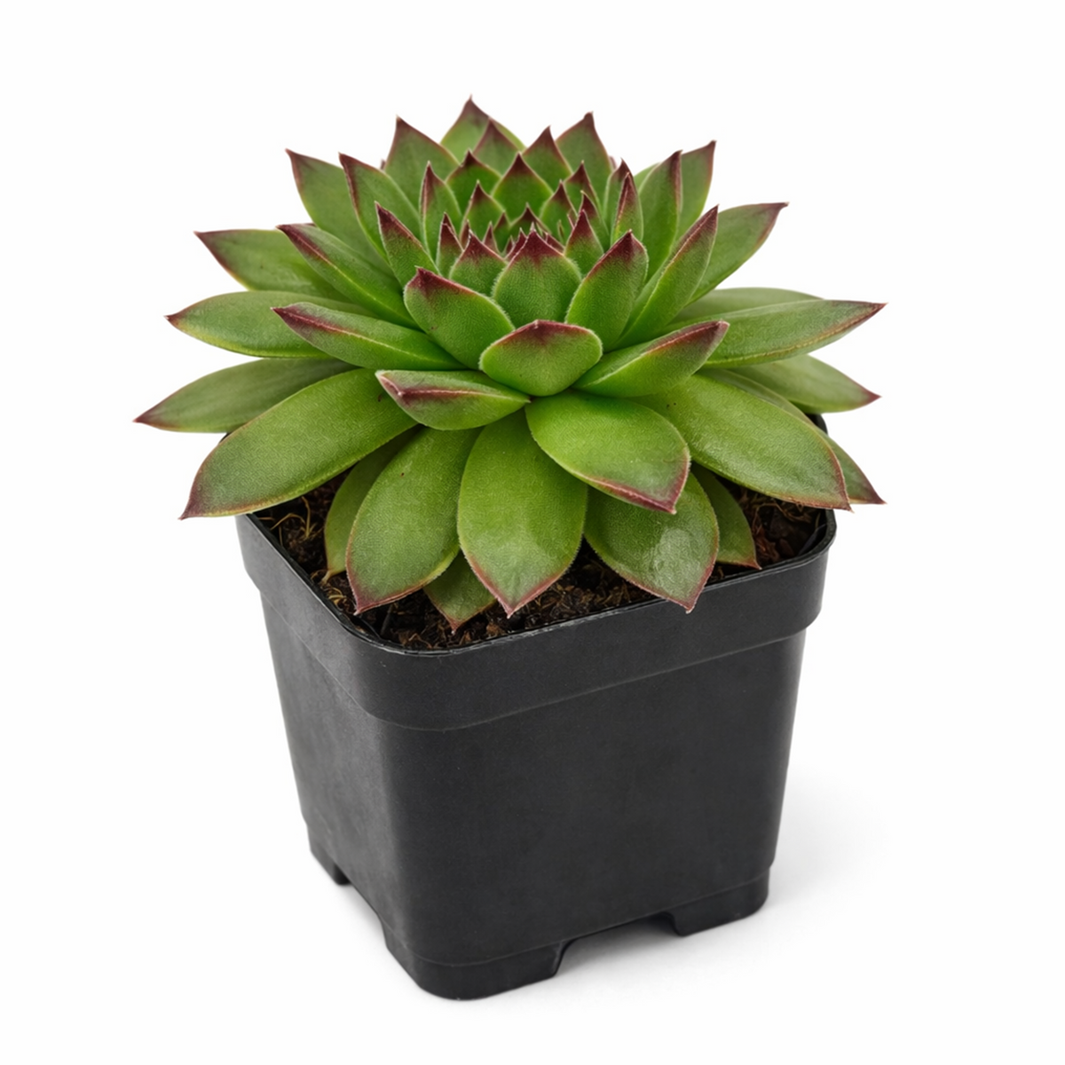 2 inch Sempervivum Karola,  succulent care guide, buy succulents online, Decorative small plants for home, Cute desk plants