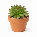2 inch Sempervivum Karola,  succulent care guide, buy succulents online, Decorative small plants for home, Cute desk plants