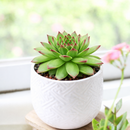 2 inch Sempervivum Karola,  succulent care guide, buy succulents online, Decorative small plants for home, Cute desk plants