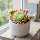 8-pack of 2" live plants for sale. Pick eight favorite plants and enjoy a variety of compact plants in 2" pots. Great for plant collections, gifting, decorating small spaces, and indoor gardening.