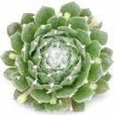 8-pack of 2" live plants for sale. Pick eight favorite plants and enjoy a variety of compact plants in 2" pots. Great for plant collections, gifting, decorating small spaces, and indoor gardening.