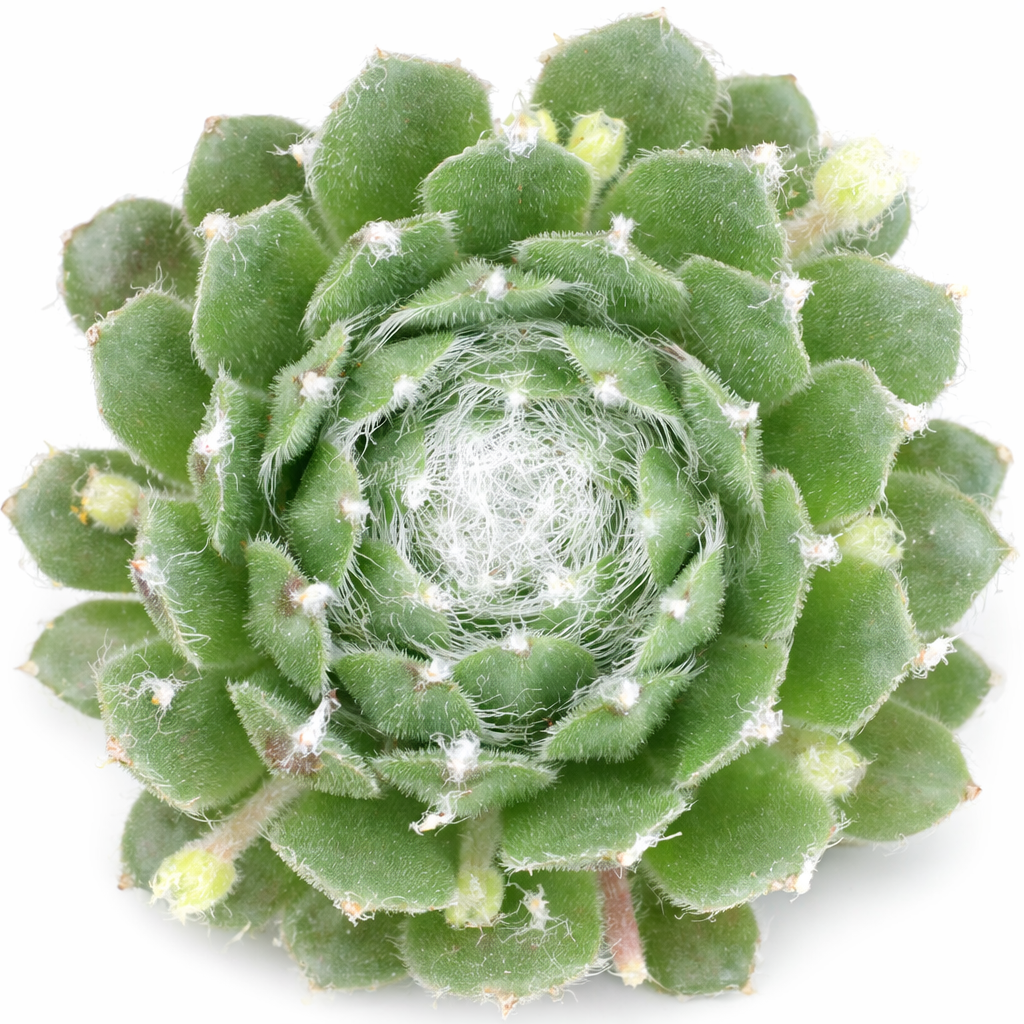2 inch Sempervivum ‘Kramer's Spinrad’, green succulents, indoor succulents, succulent care guide, buy succulents online