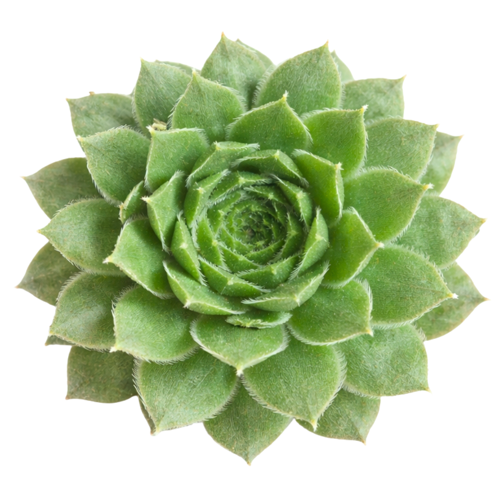 Sempervivum 'Kristina', green succulents, indoor outdoor succulents, succulent care guide, buy succulents online