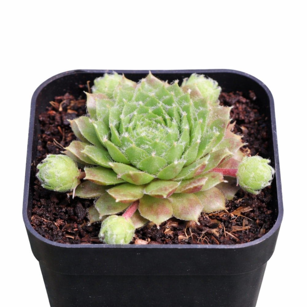Sempervivum 'Kristina' in a plastic pot, green succulents, indoor outdoor succulents, succulent care guide, buy succulents online