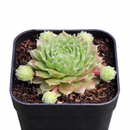 Sempervivum 'Kristina' in a plastic pot, green succulents, indoor outdoor succulents, succulent care guide, buy succulents online
