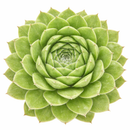 8-pack of 2" live plants for sale. Pick eight favorite plants and enjoy a variety of compact plants in 2" pots. Great for plant collections, gifting, decorating small spaces, and indoor gardening.