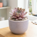 Custom plant pot with personalized image, personalized flower pot with live plant, custom photo plant pot, personalized planter with plant of your choice, custom printed ceramic planter, personalized succulent pot, custom image flower pot gift, custom photo planter for houseplants