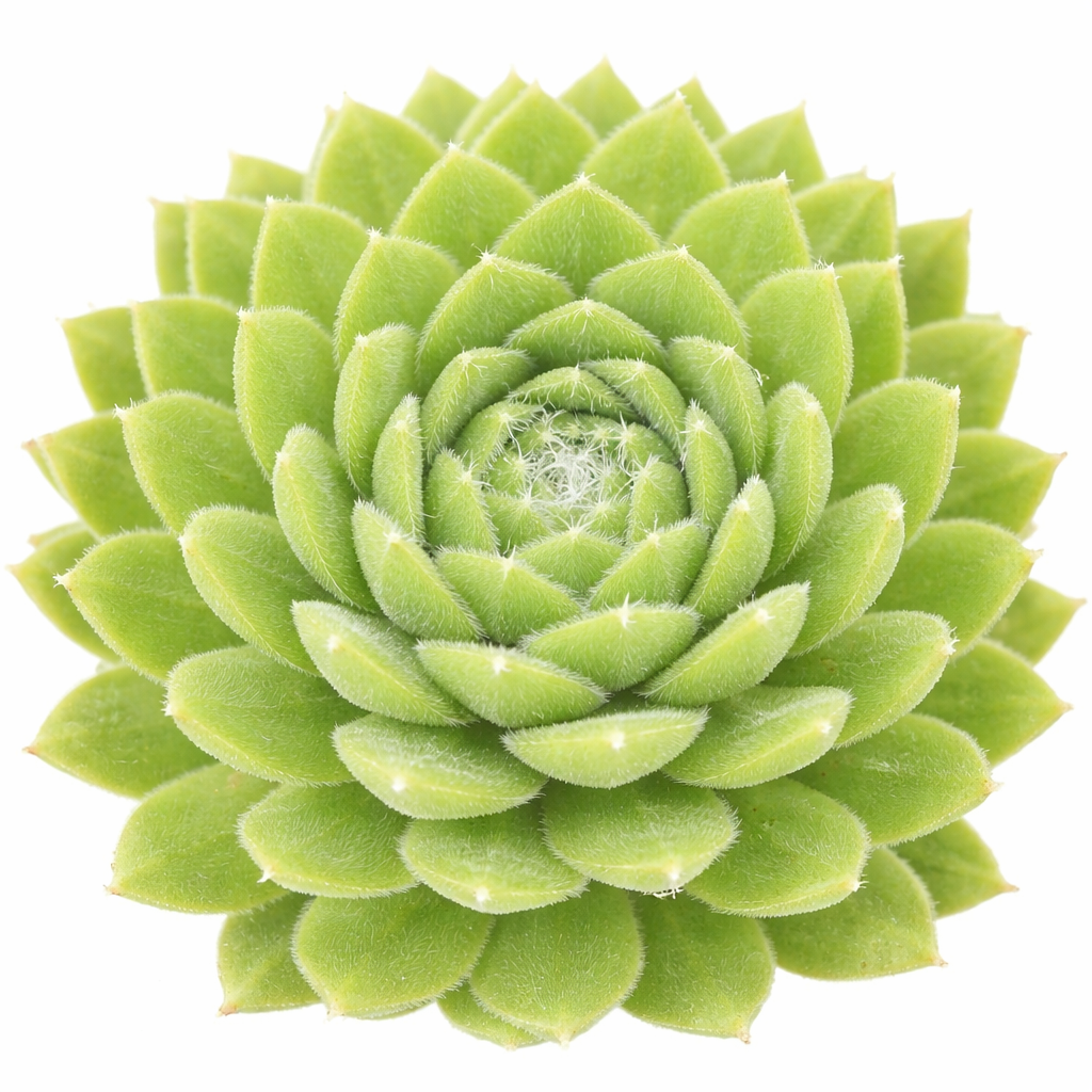 2 inch Sempervivum 'Lemon Flare', green succulents, indoor succulents, succulent care guide, buy succulents online