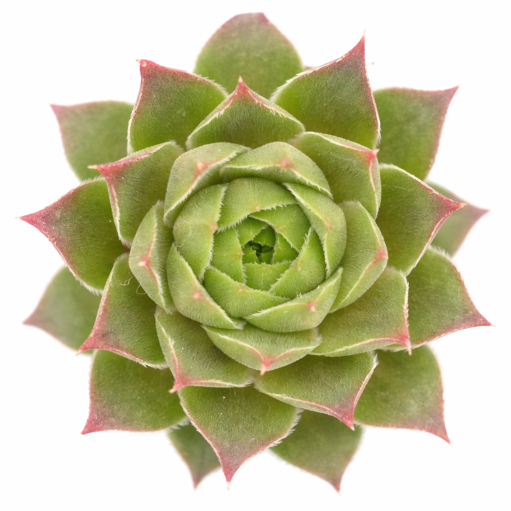 2 inch Sempervivum 'Lennik's Glory', indoor succulents, succulent care guide, buy succulents online