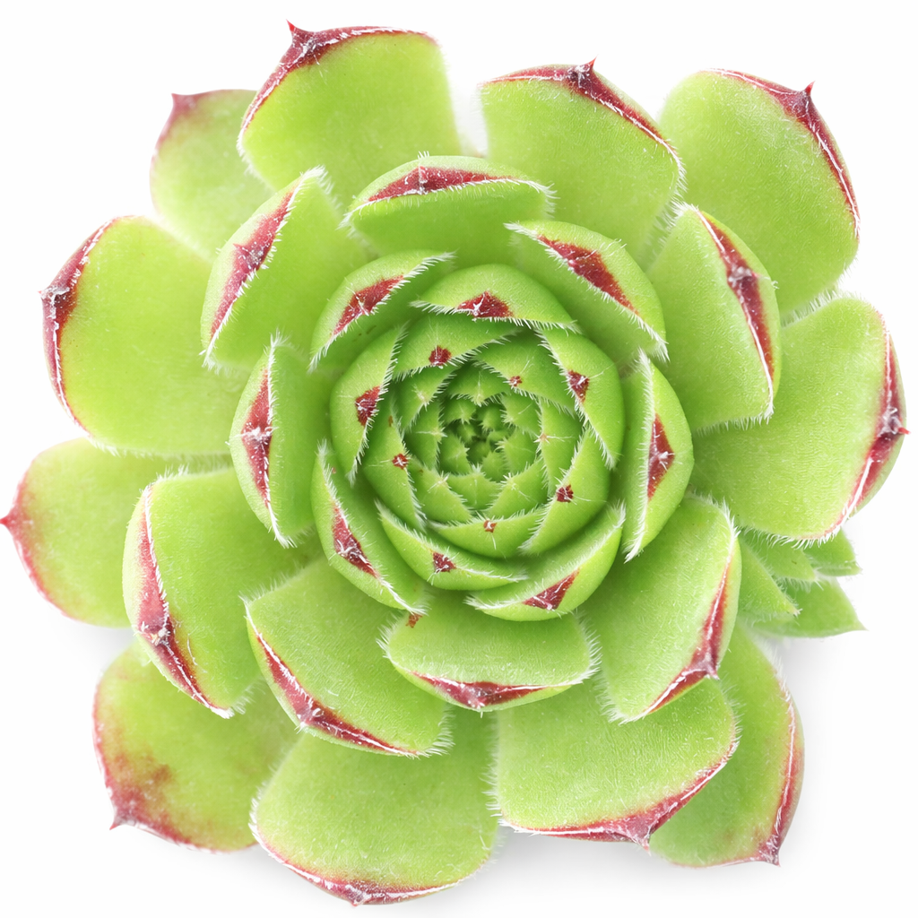 2 inch Sempervivum 'Lime Frost', indoor succulents, succulent care guide, buy succulents online