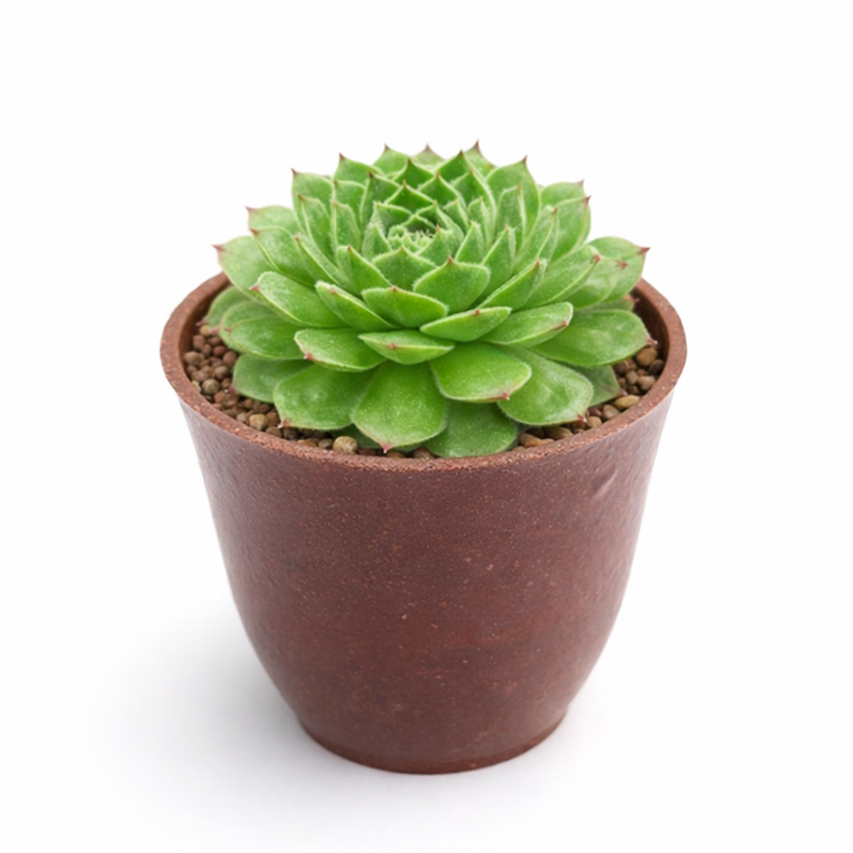 2 inch Sempervivum Lime Frost succulent live plant for sale, Sempervivum Lime Frost succulent live plant, compact rosette succulent variety