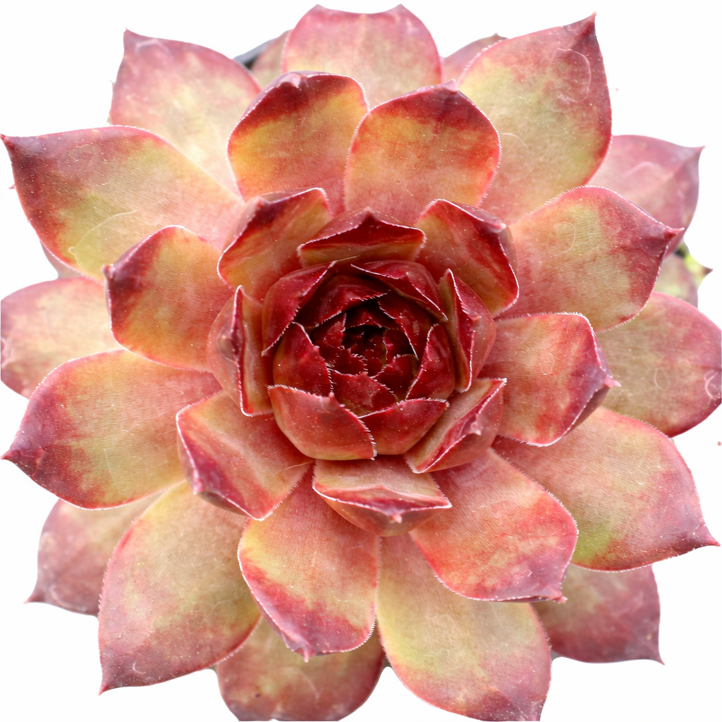 2 inch Sempervivum 'Maria Laach', red succulents, indoor succulents, succulent care guide, buy succulents online