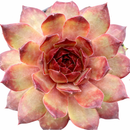 2 inch Sempervivum 'Maria Laach', red succulents, indoor succulents, succulent care guide, buy succulents online