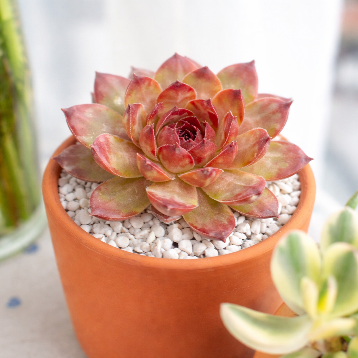 2 inch Sempervivum 'Maria Laach', red succulents, indoor succulents, succulent care guide, buy succulents online