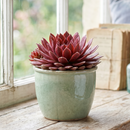 Custom plant pot with personalized image, personalized flower pot with live plant, custom photo plant pot, personalized planter with plant of your choice, custom printed ceramic planter, personalized succulent pot, custom image flower pot gift, custom photo planter for houseplants
