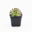 small Sempervivum 'Melanie' for tabletop, 2 inch indoor plants for window sill, Sempervivum 'Melanie' for sale near me
