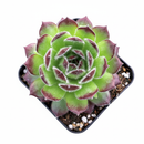small Sempervivum 'Melanie' for tabletop, 2 inch indoor plants for window sill, Sempervivum 'Melanie' for sale near me