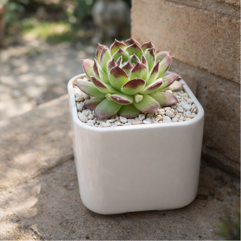 2 inch Sempervivum 'Melanie', hardy succulents, easy to care indoor plants, buy Sempervivum 'Melanie' online