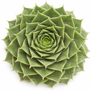 2 inch Sempervivum 'Moss Rose', colorful succulents for sale, Decorative small plants for home, Cute desk plants, Small potted plants for office, Buy small indoor plants online
