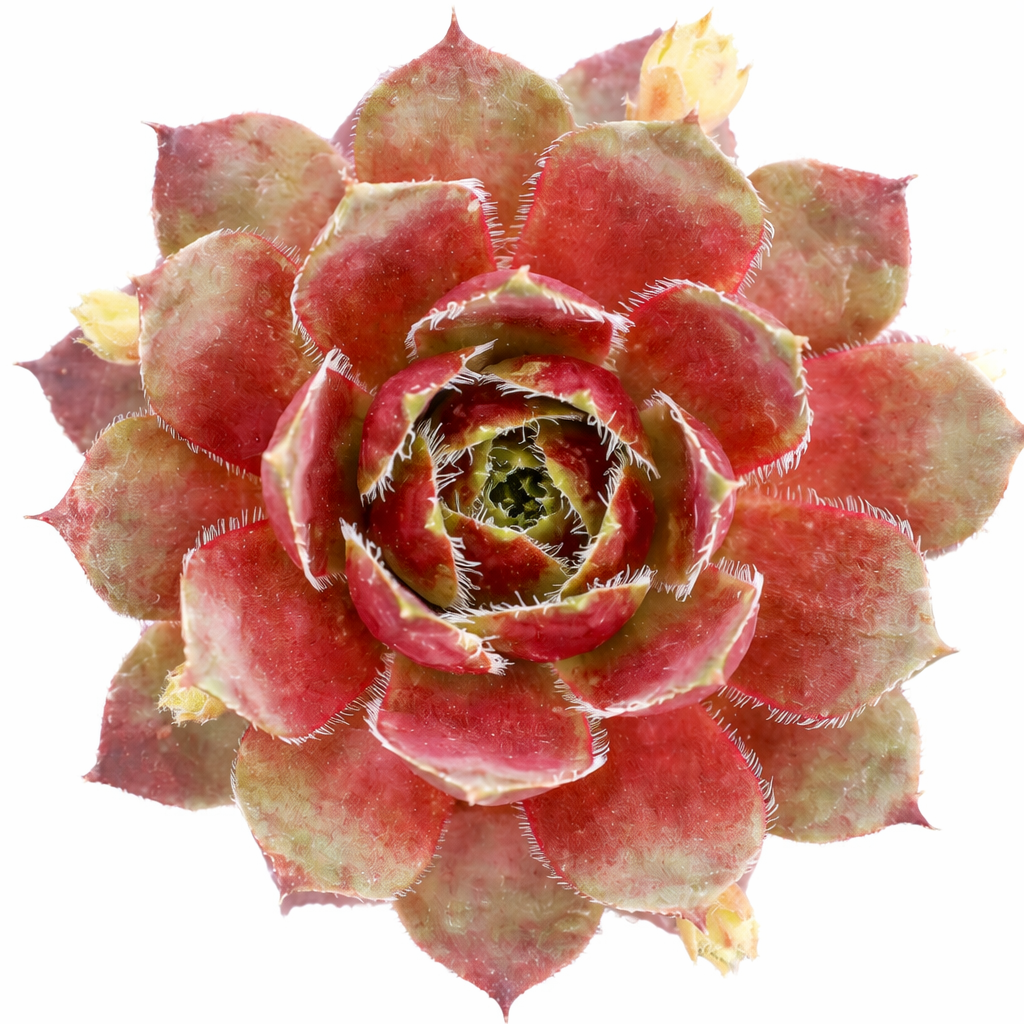 Sempervivum Nocturno in a plastic pot, red succulents, indoor outdoor succulents, succulent care guide, buy succulents online
