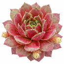 2 inch Sempervivum Nocturno, green succulents, indoor outdoor succulents, succulent care guide, buy succulents online