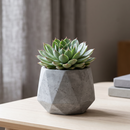 Buy an 8-pack of 2" live succulents online. A versatile collection of eight small succulent plants, ideal for events, party favors, gifts, and succulent projects.