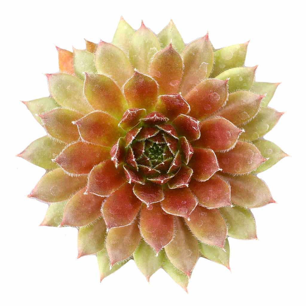 Sempervivum 'Ohu Om Ohu'