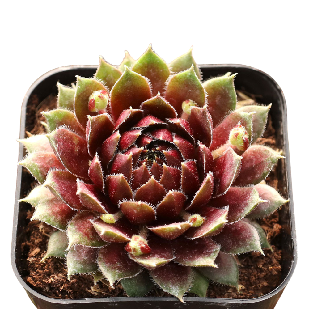 Close-up of 2inch Sempervivum 'Ohu Om Ohu' in a plastic pot, green succulents, indoor succulents, succulent care guide, buy succulents online