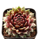 Close-up of Sempervivum 'Ohu Om Ohu' in a clay pot on a white background, green succulents, indoor succulents, succulent care guide, buy succulents online