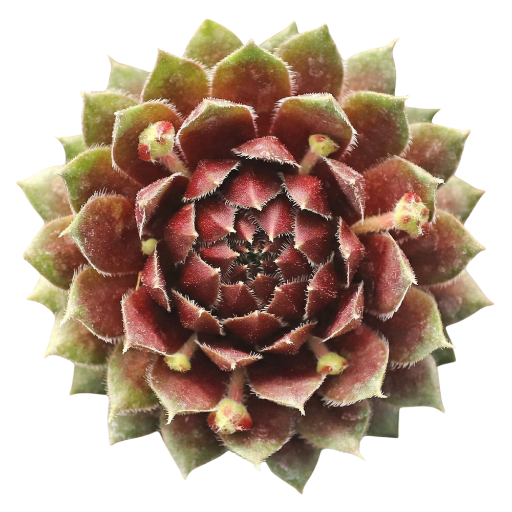 Close-up of 2inch Sempervivum 'Ohu Om Ohu' on a white background, green succulents, indoor succulents, succulent care guide, buy succulents online