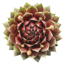 Close-up of Sempervivum 'Ohu Om Ohu' in a clay pot on a white background, green succulents, indoor succulents, succulent care guide, buy succulents online