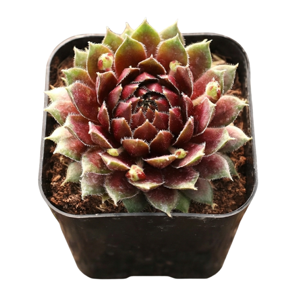 Sempervivum 'Ohu Om Ohu' in a plastic pot, green succulents, indoor succulents, succulent care guide, buy succulents online