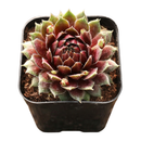 Close-up of Sempervivum 'Ohu Om Ohu' in a clay pot on a white background, green succulents, indoor succulents, succulent care guide, buy succulents online