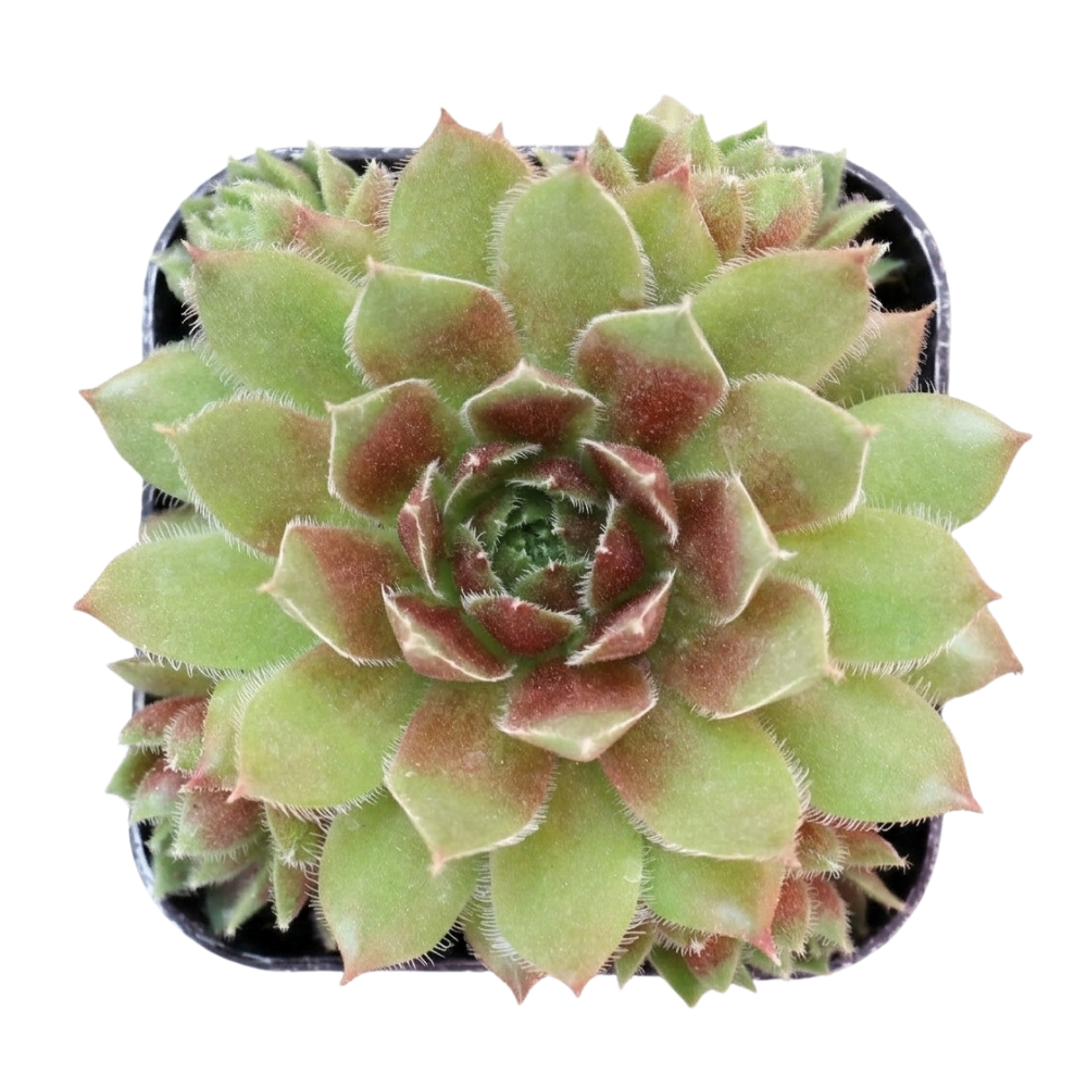 Close-up of Sempervivum 'Ohu Om Ohu' in a plastic pot on a white background, green succulents, indoor succulents, succulent care guide, buy succulents online