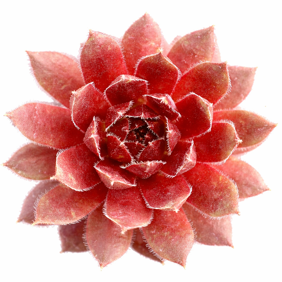 Close-up of Sempervivum 'Ohu Om Ohu' on a white background, green succulents, indoor succulents, succulent care guide, buy succulents online