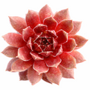 Close-up of Sempervivum 'Ohu Om Ohu' in a clay pot on a white background, green succulents, indoor succulents, succulent care guide, buy succulents online